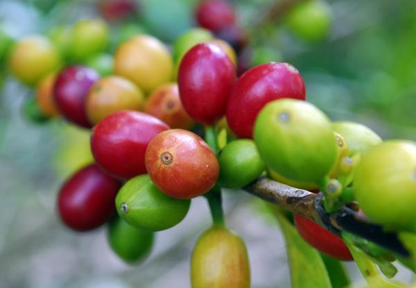Coffee, Colombia A 2 C increase equals a difference of