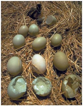 The birds would lay eggs that had a reduction in minerals (it prevents efficient calcium fixation) and the thin shelled eggs would break when the nesting birds sat on them for incubation.