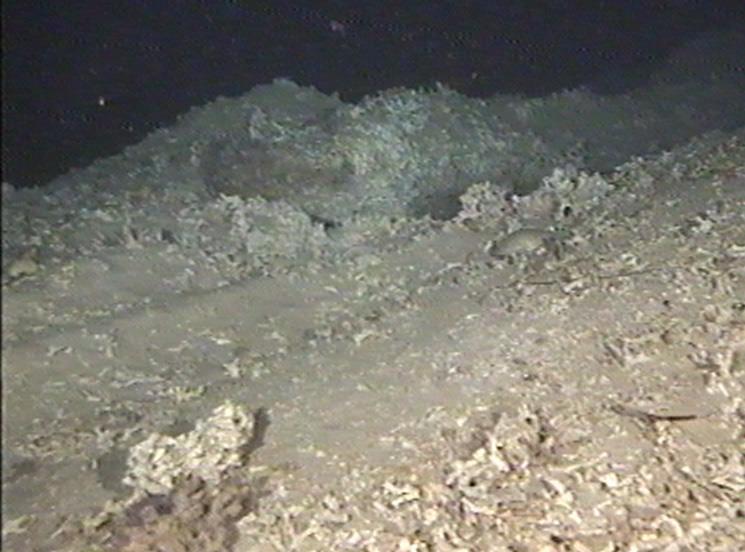 Institute of Marine Research, Bergen Impacts of deep sea bottom