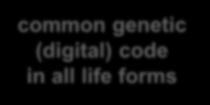 (digital) code in all