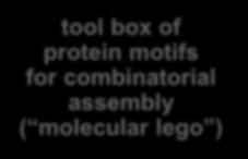 of protein motifs for