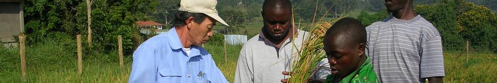 Agriculture Dissemination of NERICA (Uganda) Japan is supporting research, development and dissemination of NERICA (New Rice for Africa) in cooperation with international