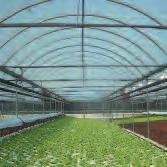 FUNCTIONALITY IN HORTICULTURAL FILM Improve Transmittance and Thermal Efficiency Crop and ornamental production under the protection of an engineered horticultural film will benefit from MINBLOC