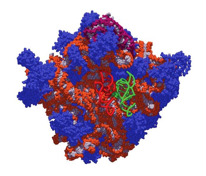 Recent advances in our understanding of the structure of the ribosome strongly supports the hypothesis that rrna, not protein, carries out the ribosome s