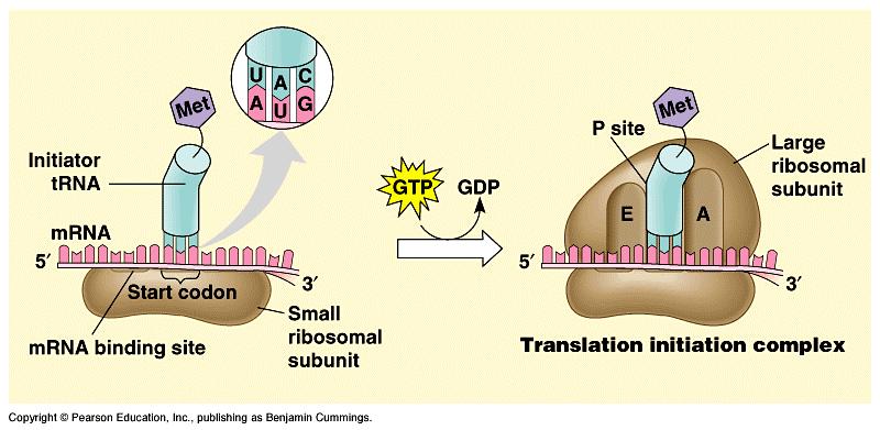 Initiation brings together mrna, a trna with the first amino acid, and the two ribosomal subunits.