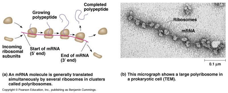 Typically a single mrna is used to make many copies of a polypeptide simultaneously.