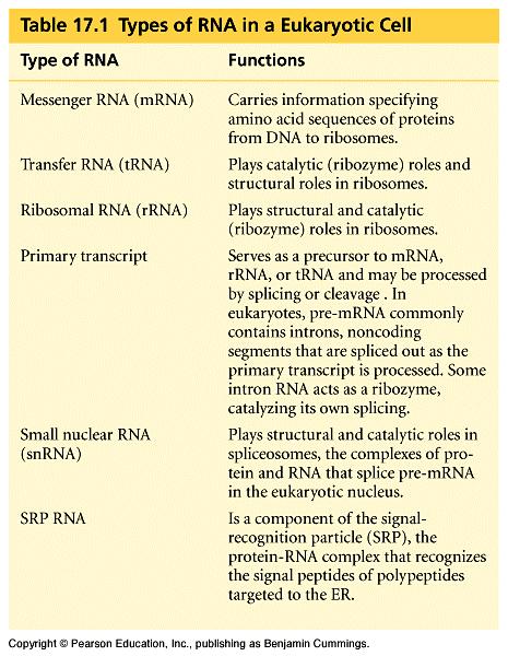 The diverse functions of RNA range from