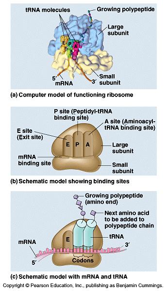 Ribosomes facilitate the specific coupling of the trna anticodons with mrna codons.