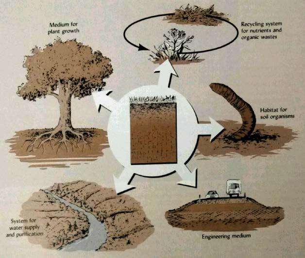 Functions of Soil & Soil Health Soil health is the capacity of a specific kind of soil to function, within natural or managed ecosystem boundaries, to sustain