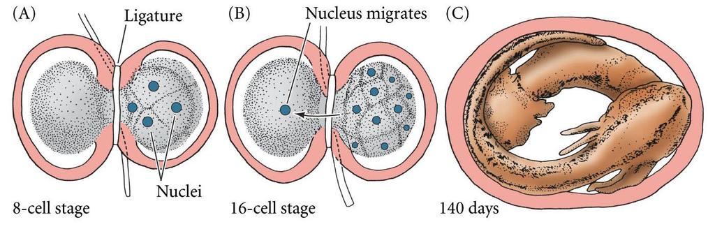 Determination Spemann s Ligation Experiment demonstrated that early nuclei were