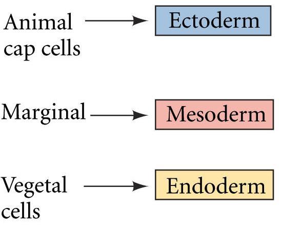 placed in conjunction = mesoderm induction Vegetal cells induce mesoderm