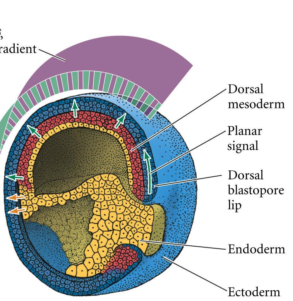 Dorsal Lip Inductions dorsal mesoderm (paraxial mesoderm somites)