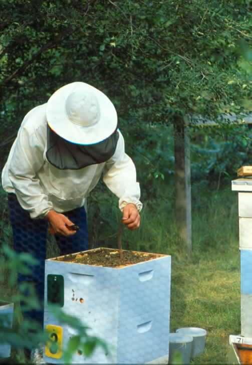 Beekeepers apply pesticides to control parasitic mites on bees