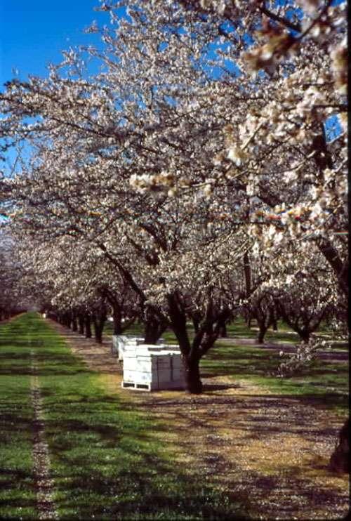 Almonds In 2006, over 550,000 acres of almonds in bloom at 2 colonies / acre, growers rented 1.