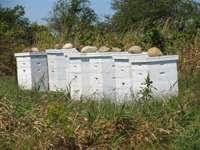 Communication and Cooperation Look for apiaries, inquire within 2 mile radius Watch for honeybees on