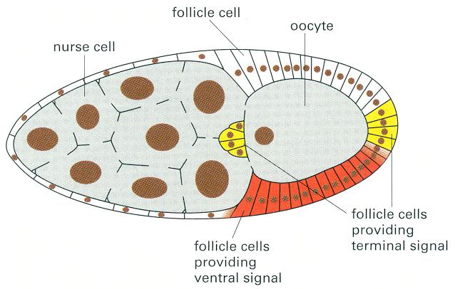 Drosophila oocyte Figure 21-30. A Drosophila oocyte in its follicle.