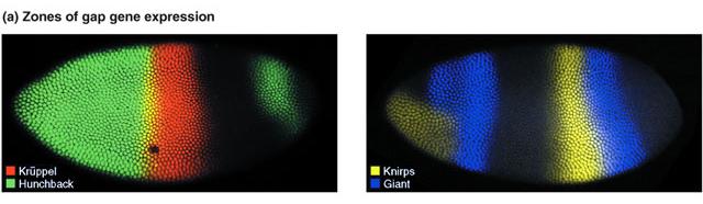 Gap genes Zones of expression of four gap genes: hunchback, Kruppel, knirps, and