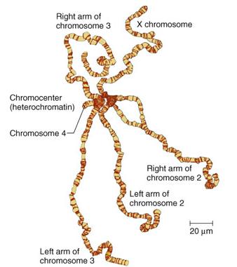 Giant polytene chromosomes of larval salivary gland are key tools