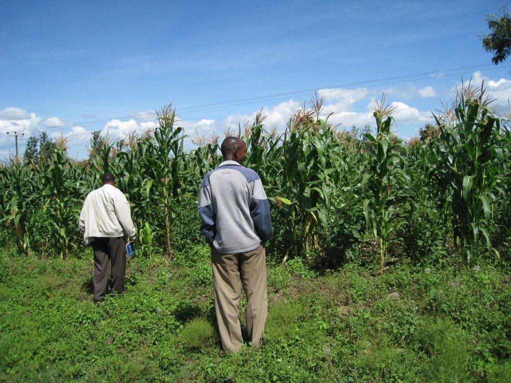 Agronomy Pigeonpea Yield (t/ha) Maize Yield (t/ha) Variety Variety Mean Improved Farmer Improved Farmer Mean Improved