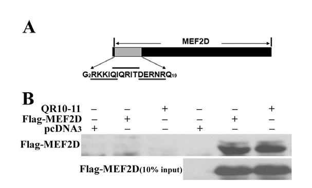 Fig. S5. Presence of multiple CMA recognition motifs in MEF2D. (A) Presence of multiple imperfect KFERQ-like sequences (underlines and over line) in the N terminus of MEF2D.