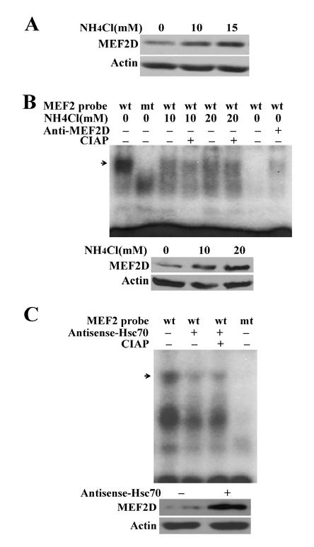 Fig. S8. Impairment of MEF2D binding to DNA following blockade of CMA. (A) Correlation of MEF2D levels and its DNA binding activity.