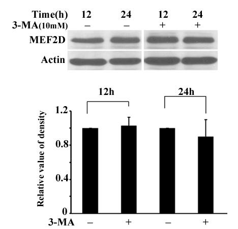 Fig. S3. Effect of 3-MA on MEF2D level.