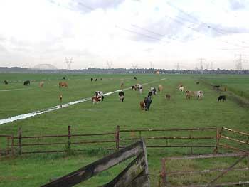 heathland, NL Cattle on