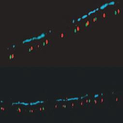 different colours) between the two copies of the same chromosome that are present in the nucleus. Reproduced, with permission, from REF. 29 (2005) Public Library of Science.