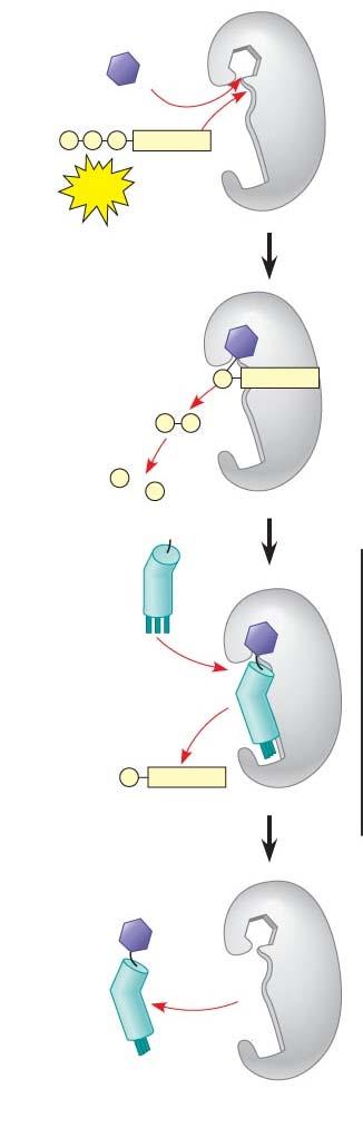 55. Transfer RNA has two attachment sites. What binds at each site?