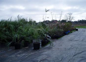 Commercial Plant Nursery Operation 1.
