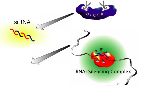 RNAi Players - simplified Dicer ATP-dependent ribonuclease sirna 2 RNase III domains RISC RNAi silencing complex