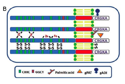 Variant-specific surface protein Outside Inside VSPs are Cysteine-rich - 11-12% cysteine (disulfide linkages) CXXC motifs usually associated with DNA binding proteins VSP repertoire of
