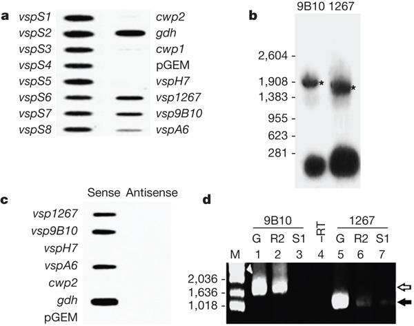 Giardia RNAi - Figure 1 Several VSP genes are simultaneously transcribed in Giardia.