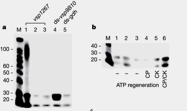 Giardia RNAi - Figure 2 Dicer activity and detection of VSP small RNAs in Giardia.