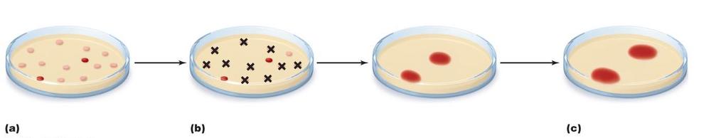 Figure 10.15 The development of a resistant strain of bacteria.