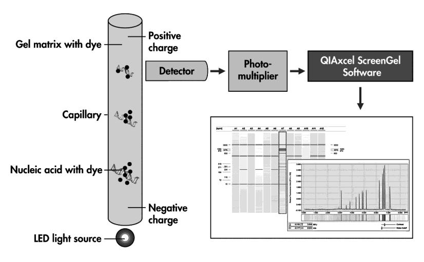 The QIAxcel system offers a number of advantages over traditional agarose gel electrophoresis, including: Higher detection sensitivity Less sample wastage (minimal sample input volumes) Fast analysis