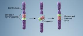 Inversion Chromosome segment breaks off Segment