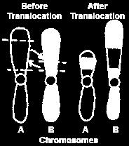 that aren t homologous Part of one chromosome is