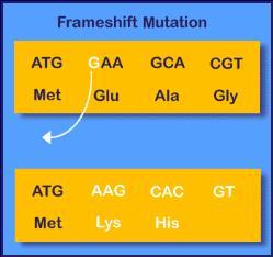 Frameshift Mutation Inserting or deleting one or more nucleotides Changes the reading frame like changing a sentence Proteins built incorrectly Frameshift