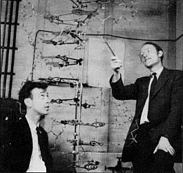 History of DNA s Discovery 1953 James Watson and Francis Crick discover the molecular