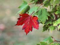 maples and red maples have similar DNA Remember: Nucleic acid: allow organisms to transfer genetic information from one