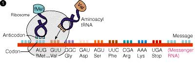 Translation 1. trna with amino acid pairs to mrna codon at the ribosome 2. A second trna pairs with the mrna codon next to the first one Translation 3.