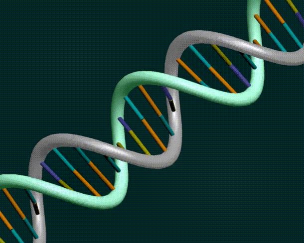 DNA STRUCTURE DNA is the primary material that causes recognizable, inheritable characteristics in related groups of organisms.