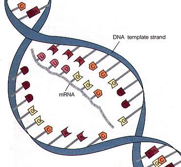 MESSENGER RNA (MRNA) Messenger RNA (mrna) When DNA is transcribed into RNA, mrna is the type of RNA that