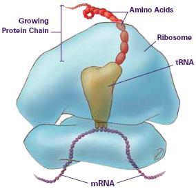 TRANSLATION: RNA TO PROTEINS Uses information in RNA to make a specific protein.