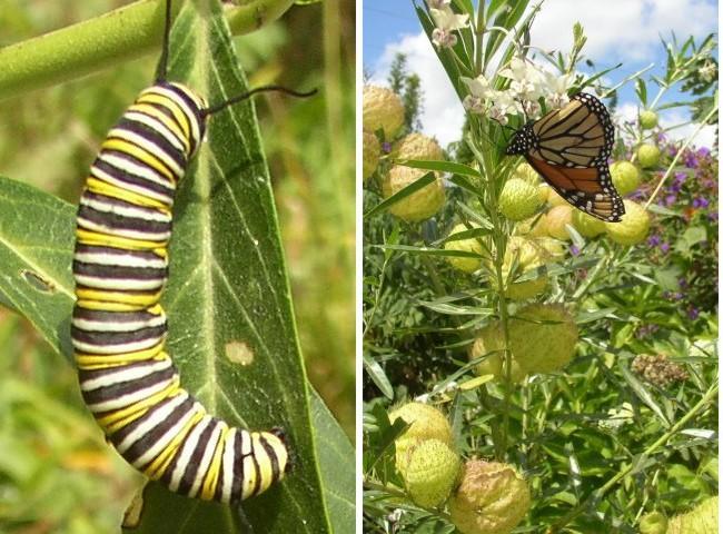 REGULATING GENE EXPRESSION How do butterflies develop from caterpillars?