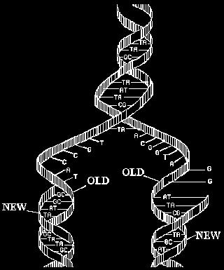 DNA REPLICATION When cells divide, each new cell contains an exact copy of the original cell s DNA. What is the name of this process?
