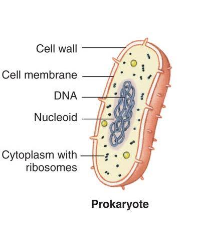 It s the unique arrangement or sequence of nucleotides: in prokaryotic organisms the genome exists