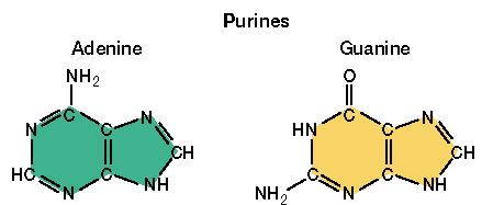 The nitrogen base in a nucleotide can be either a bulky, double-ring purine, or a smaller, single-ring pyrimidine.