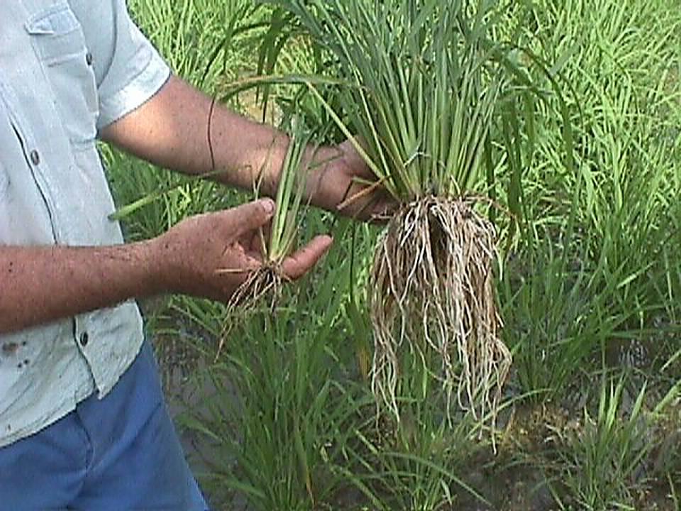 CUBA:two rice plants of same